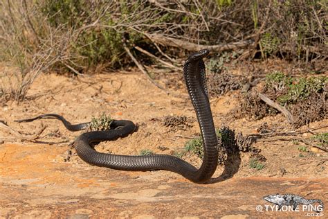 Naja Nigricincta Woodi Black Spitting Cobra Naja Nigrici Flickr