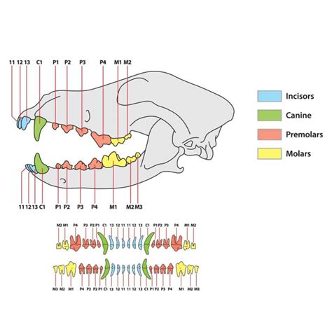 Canine Dental Anatomy Chart Poster Laminated