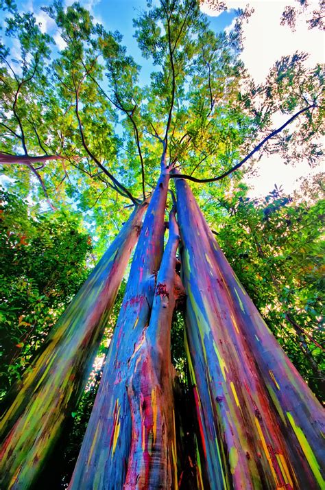 Rainbow Eucalyptus Tree Grows Mainly In Indonesia I Must Go There