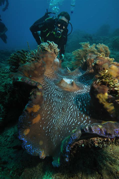 File Giant Clam Tridacna Gigas 1  Wikimedia Commons