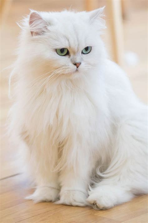 Hypoallergenic Teacup Cat Breeds Pets Lovers