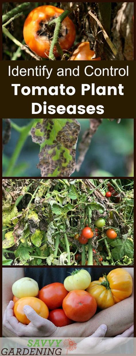 Identify And Manage Tomato Diseases Organically With These Tips