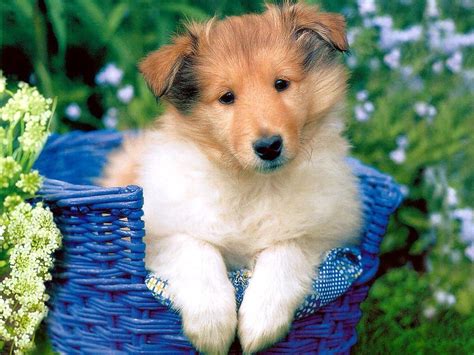 Most 10 Cute Baby Dog Pictures The Best