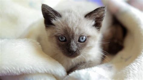 Curious Siamese Kitten Youtube