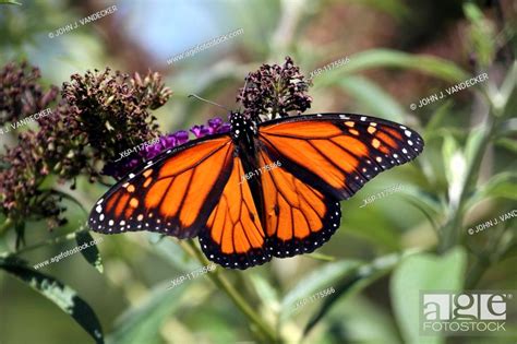 A Male Monarch Butterfly Danaus Plexippus With Wings Spread Feeding