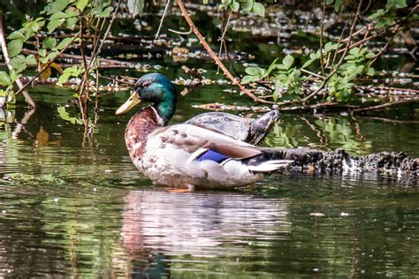 Free Images Lake Pond Wildlife Swim Rest Reptile Fauna Duck