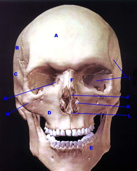 Posterior View Of Skull Instant Anatomy Head And Neck Areas