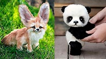 10 Cutest Baby Animals You Need To Pet - YouTube