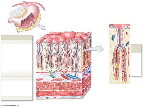 Lab Digestive System Histology Of Stomach Diagram Quizlet