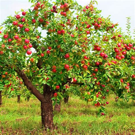 Garden To Table Organic Apples Garden Variety