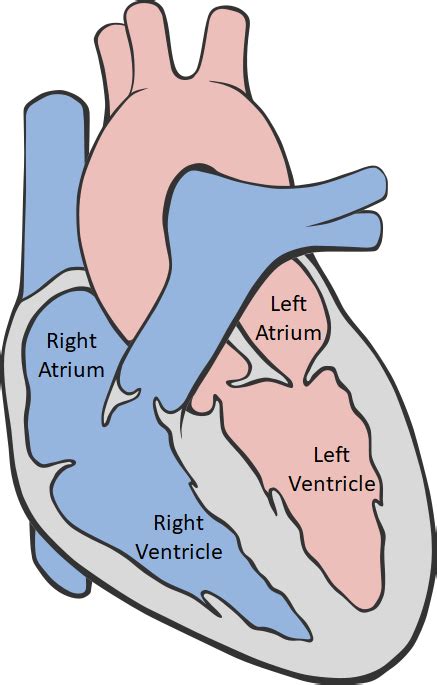 Ventricle Key Stage Wiki