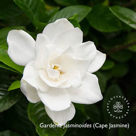 Cape Jasmine Youth Serum Clovertree Apothecary Plant Powered Beauty