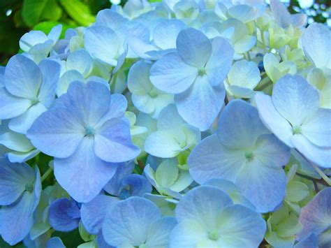 Soft Pastel Blue Hydrangea Flower Petals Photograph By Patti Baslee