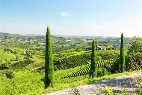 Piedmont Vineyards Italy Digital Art By Marco Arduino Pixels