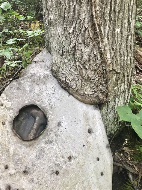 Found This Sucker On A River Bank Rtreessuckingonthings
