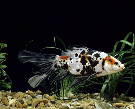 Shubunkin Fish Species Profile