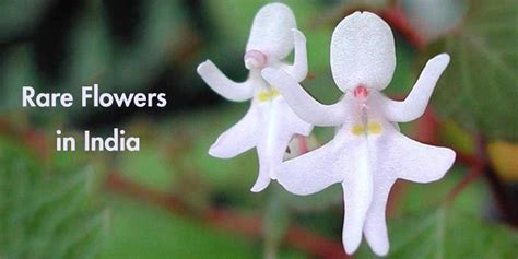 Blooms And Blossoms 15 Rare Flowers In India Utkal Today