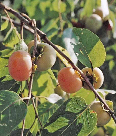 You can plant it in spring but. persimmon+ruby12.jpg 635×745 pixels | Persimmon, Soil ...