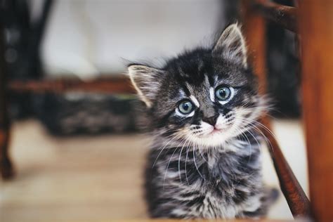 2400x1600 Kitten Animal Pet Baby Animal Furry Cute Wallpaper