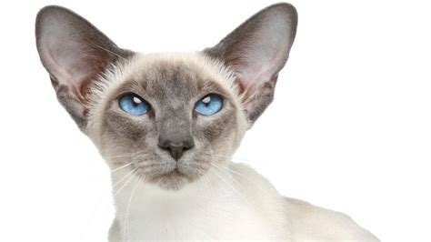 Gatto Siamese Prezzo Origini Carattere Cuccioli Curiosità