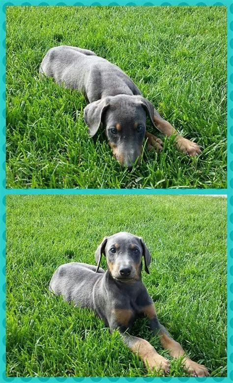 Read our dobermann buying advice page for information on this dog breed. Blue Doberman puppy named Texas (With images) | Blue ...