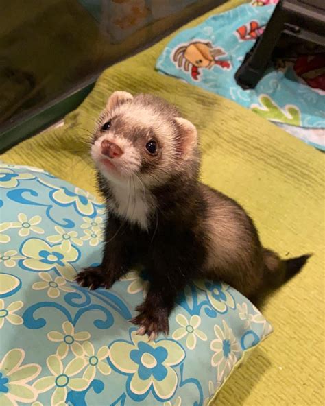 Are Ferrets Good Pets For Toddlers If You Work Long Hours And Are ...