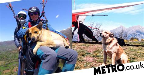 Daredevil Dog Paraglides From 8000 Feet Strapped To His Owners
