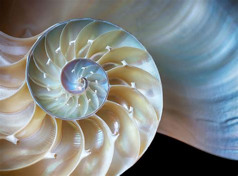 Nautilus Shell 17 Richard Lawson Photography