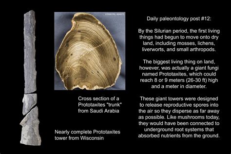 Daily Paleontology Post 12 Giant Fungi Of The Early Earth Rforsen