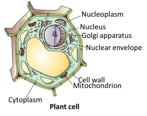 Animal Cell Diagram Class 9 Labeled Functions And Diagram