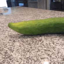 Cucumber Turtle Cucumber Turtle Discover Share Gifs
