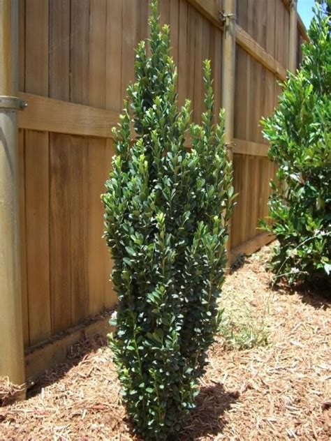 It's the perfect evergreen for a narrow space to create a screen in the landscape. 404 Not Found | Sky pencil holly, Privacy plants, Backyard ...