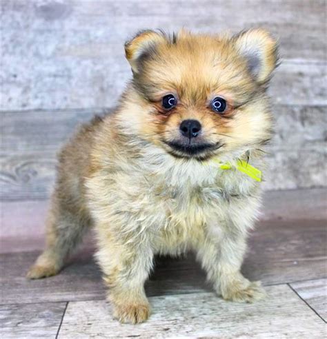 Pomeranian Puppy For Sale 1090 Chews A Puppy