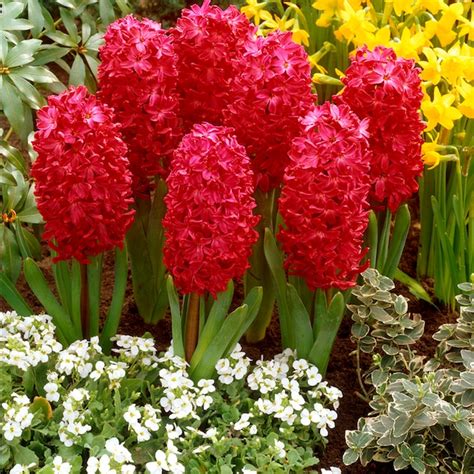 Van Zyverden Red Hyacinths Jan Bos Bulbs Bagged 10 Count In The Plant
