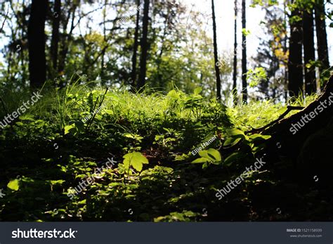 Beautiful Wonderful Czech Republic Forests Stock Photo 1521158939