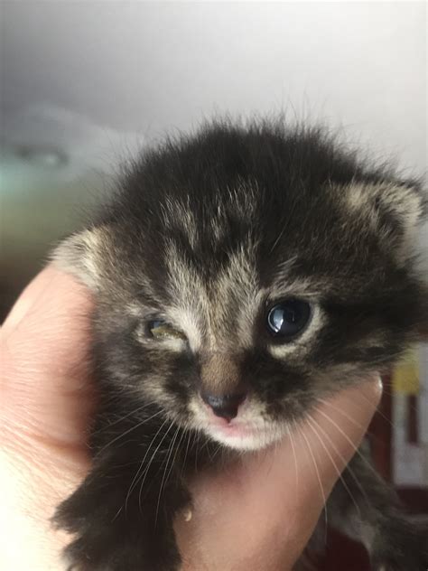We Have 2 Week Old Kittens One Still Doesnt Have Its Eyes Open—they