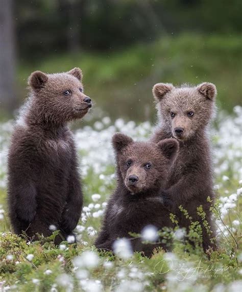 Three Brothers The Brown Bear Cubs In The Forest Of Karelia Photo