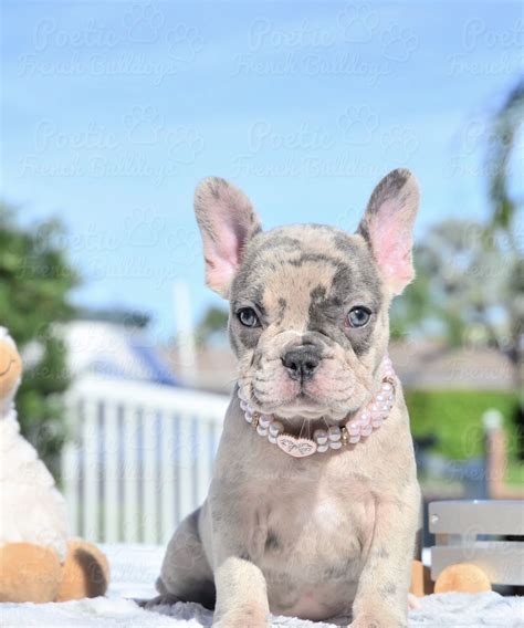 I do not breed rare colored bullies such as merle, blue, chocolate, or lilac. Blue Merle Bulldog Breeders - Bulldog Lover