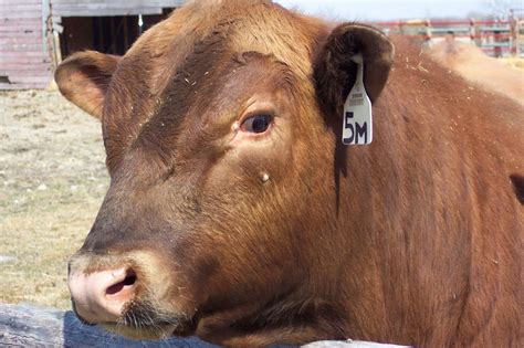 Red Angus Bull Closeup Free Stock Photo Public Domain Pictures