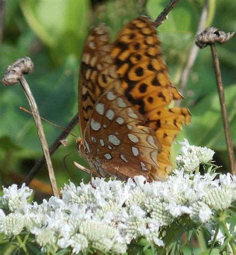 Great Spangled Fritillary Butterfly Photograph By Gypsie Rose Fine