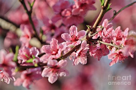 Flowering Peach Tree Photograph By Dan Radi Fine Art America