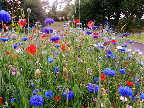 British Wild Flowers Blomster