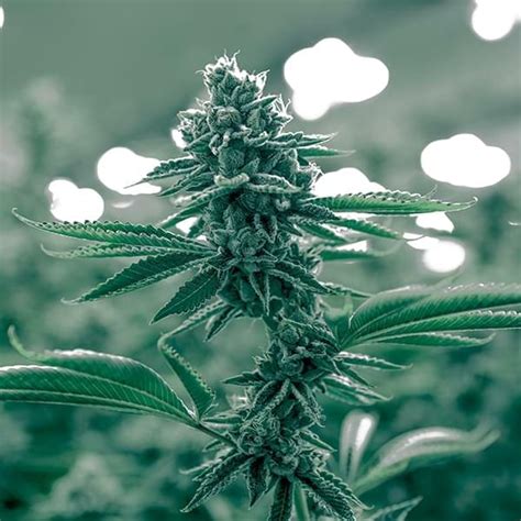 Maybe you would like to learn more about one of these? 5 Different Marijuana Growth Cycle Stages | Growing ...