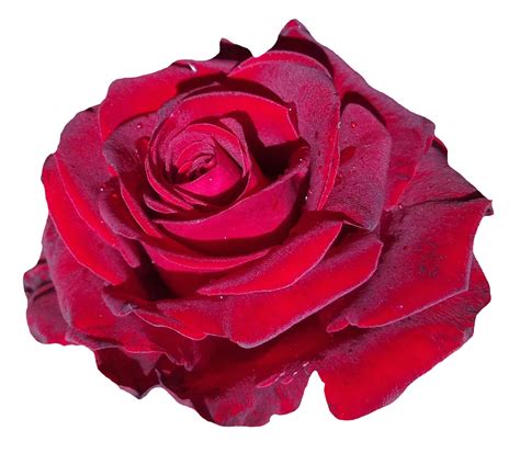 Red Rose Flower Png Image Purepng Free Transparent Cc0 Png Image