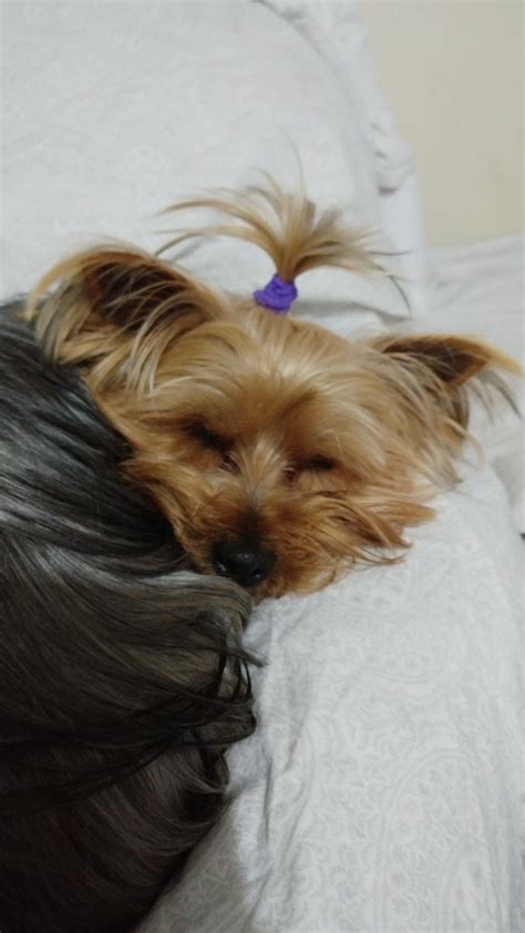 A Small Brown Dog Laying On Top Of A Womans Head With Her Hair Blowing