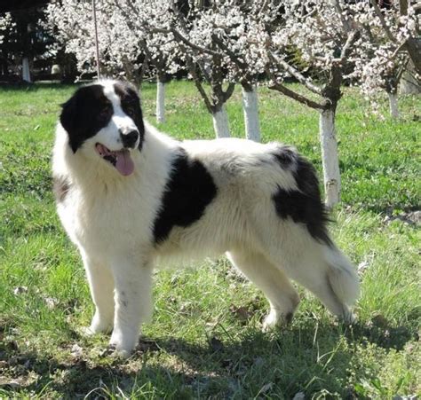 Bucovina Shepherd Dog Alchetron The Free Social Encyclopedia