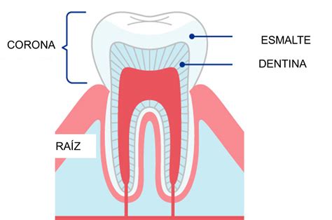 Dentistas Anatomía Del Diente