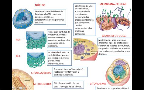 Fisiología Médica Fisiología De La Célula