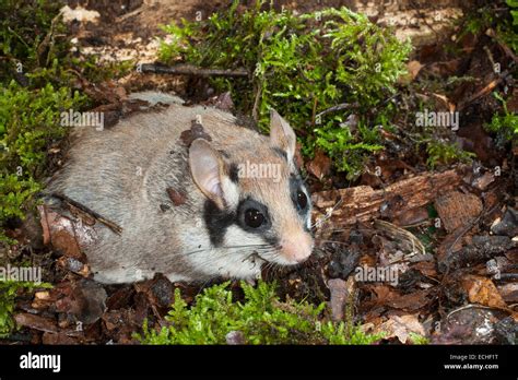 Garden dormouse garden dormouse Gartenschläfer Garten Schläfer