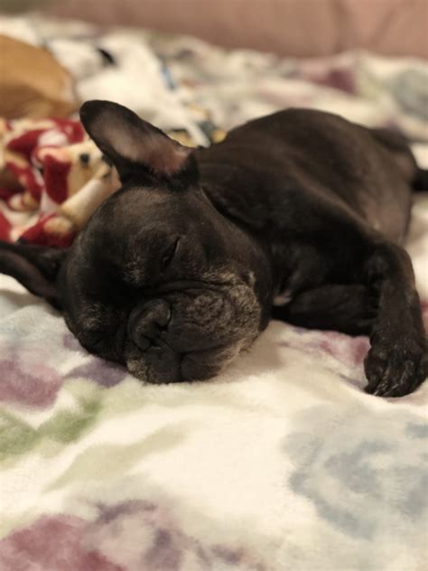 Located outside miami close to west palm beach and fort lauderdale. Bailey in Florida- ADOPTED!! - French Bulldog Village